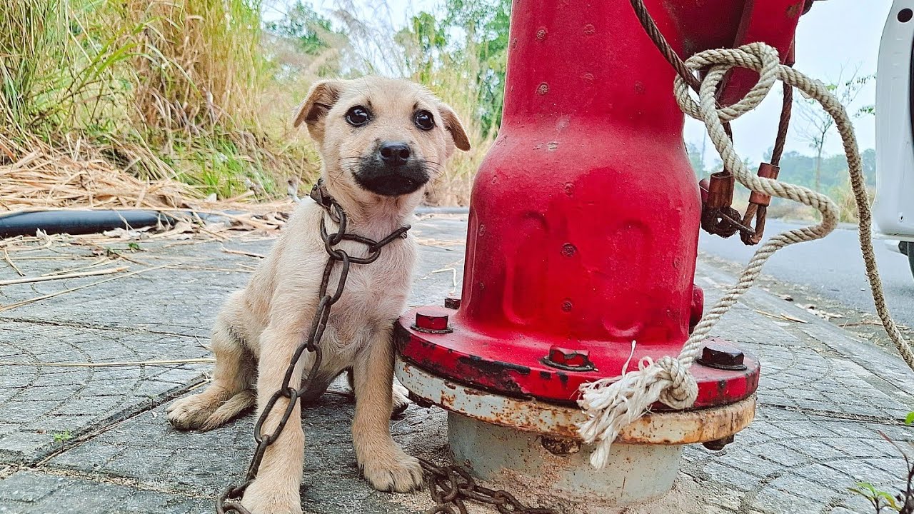 Abandoned by its owner, the dog still faithfully waited for its owner ...