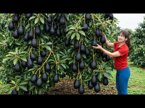 Harvesting Rare Wild Black Avocado to Sell Agricultural Products from The Mountains to The Market