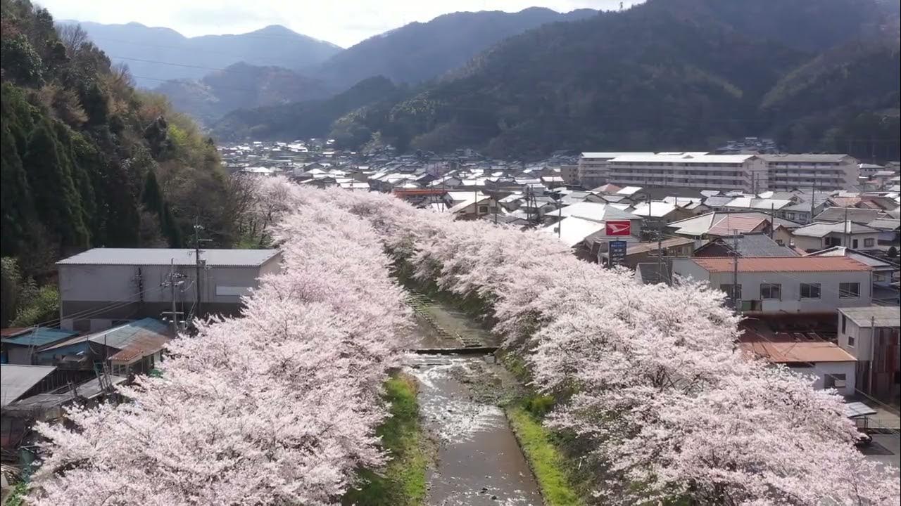 170 桜 与保呂川 05 桜並木俯瞰ドリー YouTube