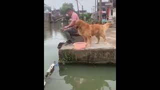 G Retriever Frees The Fish Its Owner Caught