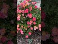 Beauty of Roses!!