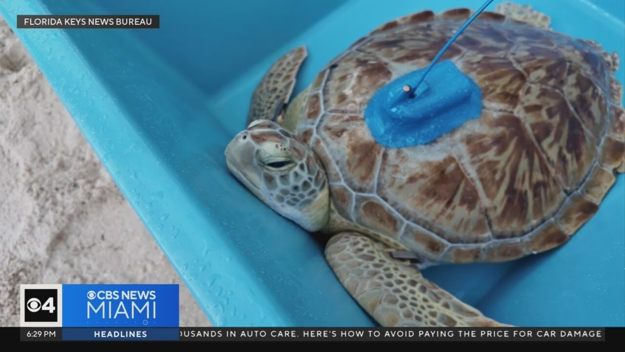 Rescued green sea turtle released in the Florida Keys - YouTube