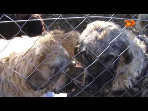 Video: Gordon Setter Raca E Qenit Hipoalergjik, Shëndet Dhe Jetë