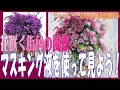 初心者のための水彩画講座⑥『花咲く街角』マスキング液を使って見る！