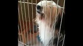 笑う犬 Bgm Youtube 笑う犬 Bgm Youtube