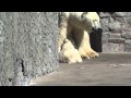 Uslada(Услада) nurses her cub at Leningrad Zoo, in Saint Petersburg, Russia, on May.3 2014