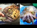 Tiere aus der HÃ¶lle. 10 schrecklichste Tiere der Welt!