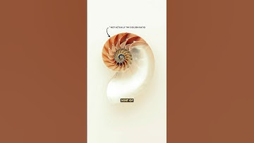 The Golden Ratio explained!