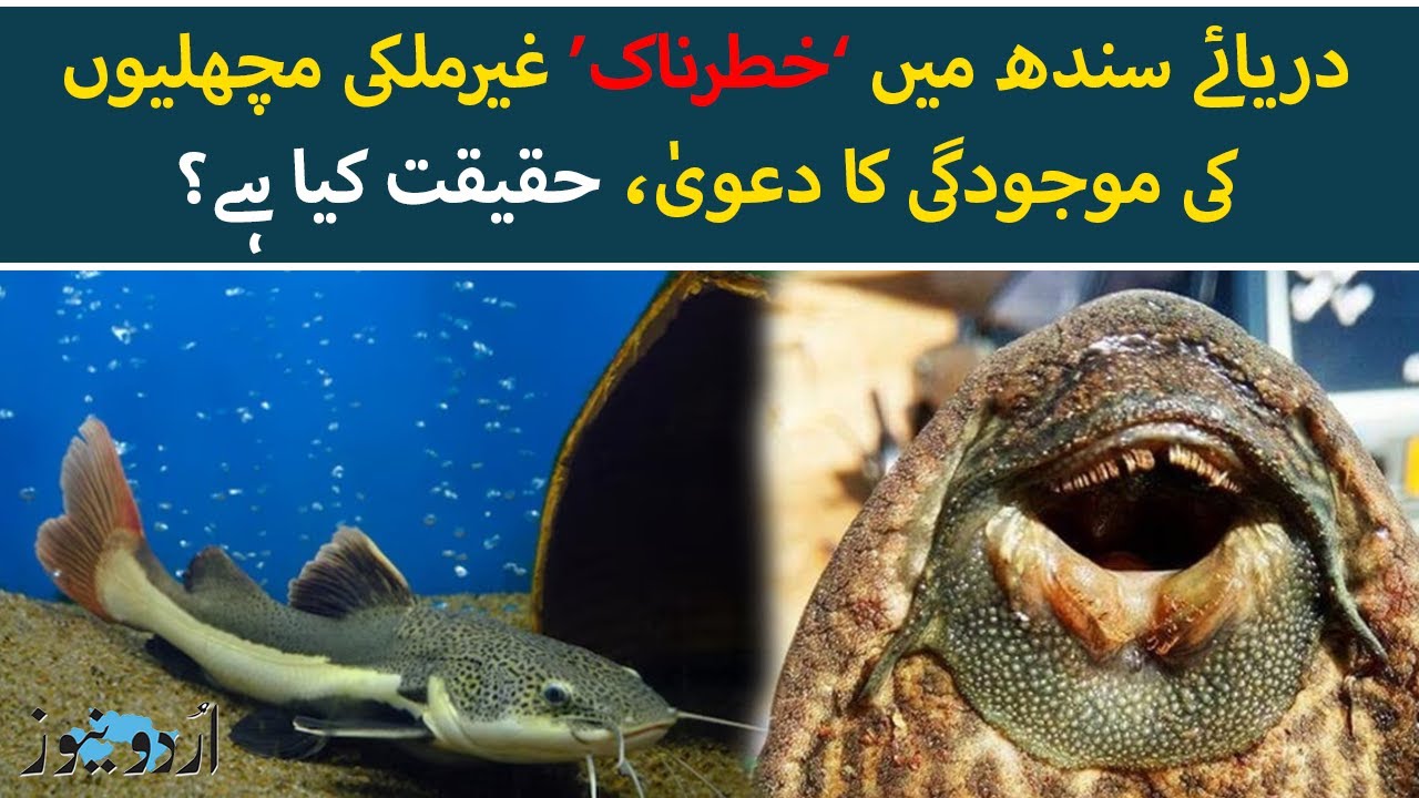 How Sailfin Catfish Reached the Indus River? | Urdu News