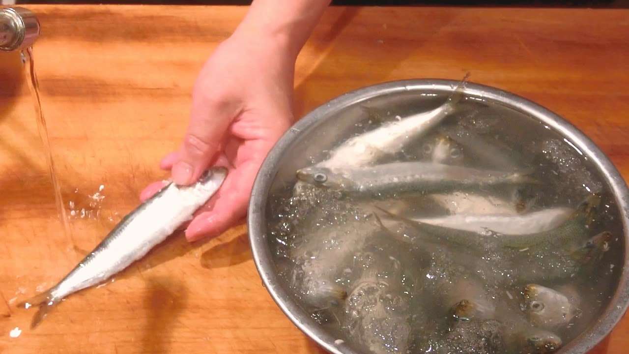 真鰯 マイワシ Sardine 刺身 大和の 和の料理 刺身 Youtube