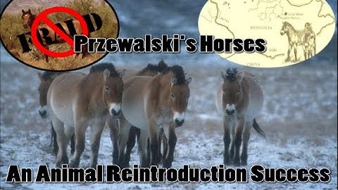 Przewalski