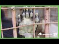BREAKING: BEAR RESCUE HAPPENING SOON