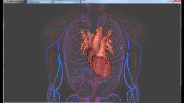 3D Blood Flow Visualization