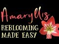 Amaryllis Reblooming Made Easy - How to get a new bloom everytime.