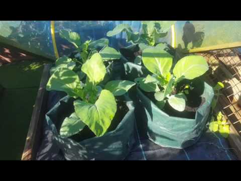 Video: What Is An Elsanta Strawberry - How To Grow Elsanta Strawberry Plants