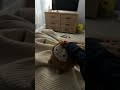 Farts  #shortsfeed #viral #meme #shortsviral #funny #fun #squishmallows #business #gaming #shorts
