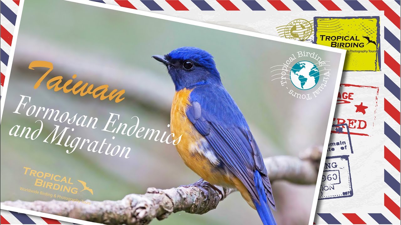 Virtual Birding Tropical Birding Virtual Birding Tour of Taiwan by Charley Hesse - YouTube