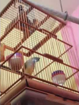 Cucak jenggot isian cililin