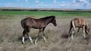 ClassyColt2025 2mthsold