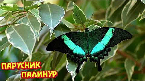 ПОД МИКРОСКОПОМ - Почему крылья бабочек такие яркие? (Часть2)