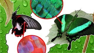 Под Микроскопом - Почему Крылья Бабочек Такие Яркие? (Часть2)