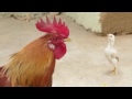 Mewati comedy song