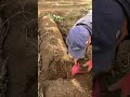 Traditional Way To Harvest Sweet Potatoes In The Garden