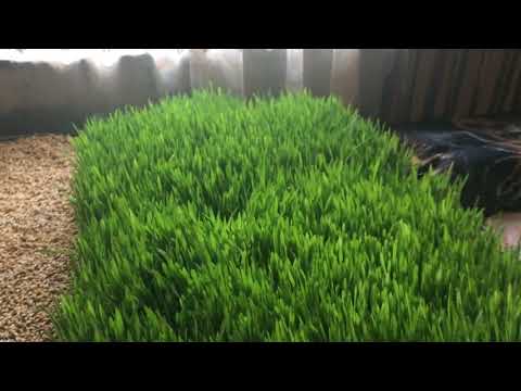 ჯეჯილის გამოყენება მეცხოველეობაში