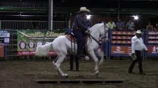 CABALLOS TROTADORES Y REPICADORES SANTA CLARA 26 04 21