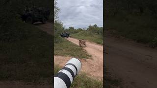 Ravenscourt Male Leopard With Impala