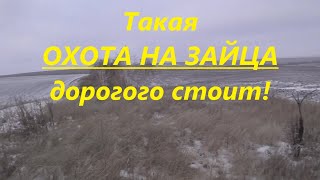 Такая охота на зайца дорогого стоит