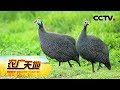 《农广天地》 20180326 改变思路来养鸡 | CCTV农业