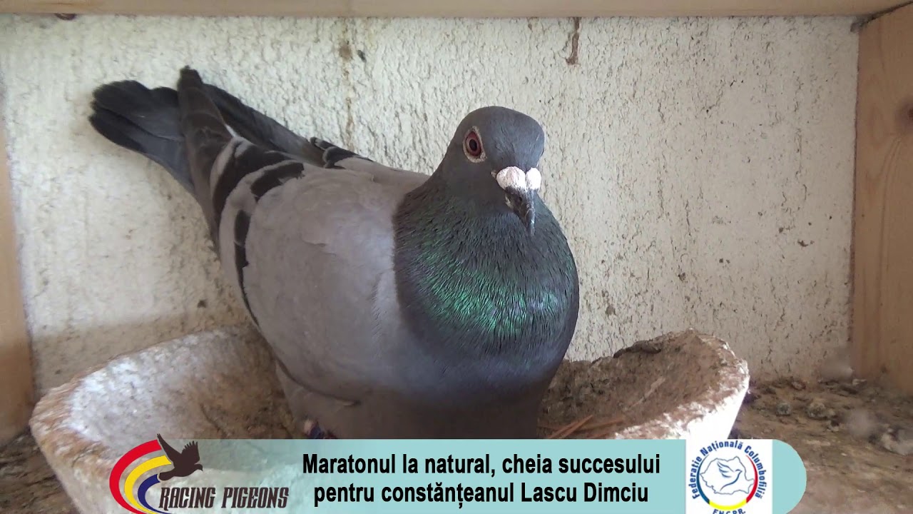 Maratonul la natural, cheia succesului pentru constănțeanul Lascu Dimciu