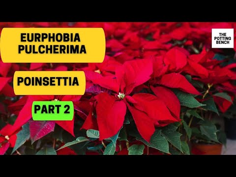 Video: Poinsettia: Volledige Ontsyfering Van Die Ultieme Kersblom