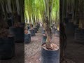 சௌகாட் கிரீன் தென்னை அதிக மகசூல் தரும் இரகம்#coconut #agriculture #ashokaagritech