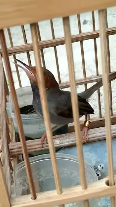 prenjak klawu jantan tarung asli mewah iki rek