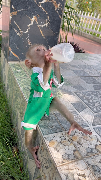 Baby monkey Susu drinks milk and raises her paws so cutely😋🍼