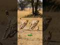 rabbit vs cheetah #wildlifeshorts #wildlifeanimals #animalfacts #funfacts #animalfight