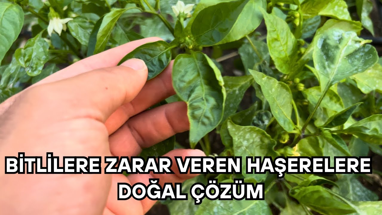 Bitkilere saldıran haşerelere doğal çözüm #reklam 