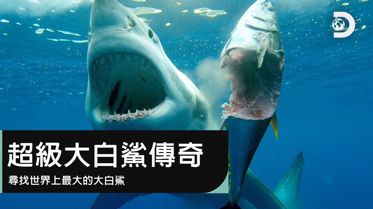 大白鯊 大白鲨- 维基百科，自由的百科全书