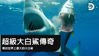 尋找世界上最大的大白鯊-《鯊魚週2019》超級大白鯊傳奇