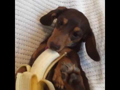 dachshund eating banana