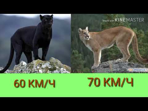 Видео: Разница между пумой и пантерой