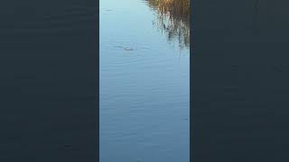 Pescados  disfrutando o tristes de ver lo seco que está el lago #cambioclimatico #nature #feed