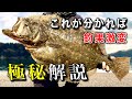 劇的にヒラメが釣れるようになる近道を暴露します【初心者〜上級者向け】ルアー釣り