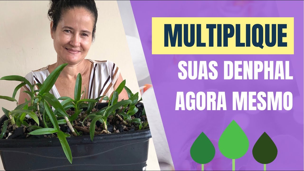 Como produzir MUDA ou KEIKES de orquideas DENPHAL bem fácil