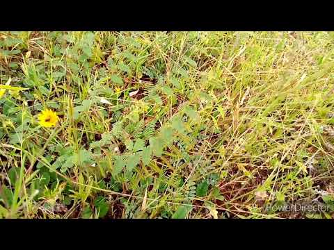 Dawa Ya Kuzingila Eneo Pasiingiwe Wezi Dawa Ya Kuzingila Eneo Pasiingiwe Wezi