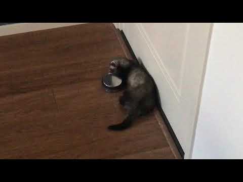 ferret fitness - steeling a 2.69 pound doorstop