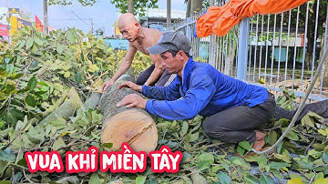 Đệ T.ử  Vua Khỉ cưa hạ gốc cây Dầu có nhiều đường dây điện ở TT.Long Thành.