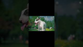 Beware of the Top 20 Most Dangerous Dogs In The World!: The Bull Terrier